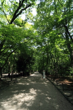 110807_下賀茂神社blog_02